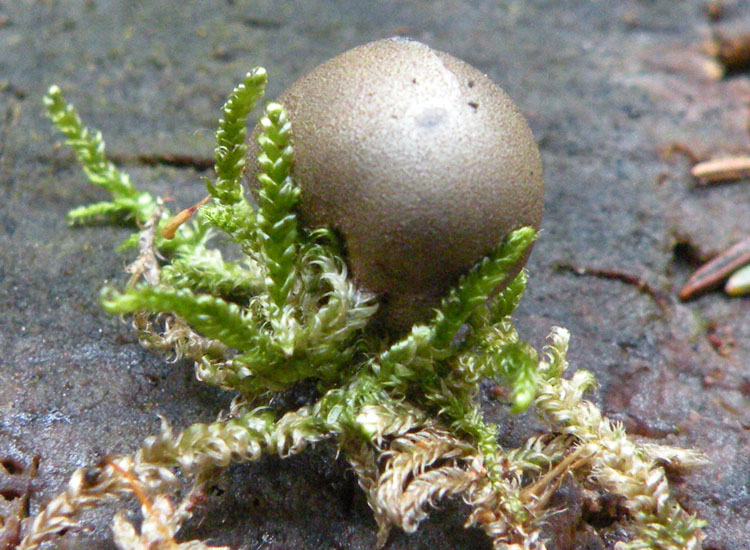 Bovista grigia - Lycogala sp,